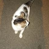 Photo de chat trouvé à Crepy En Valois