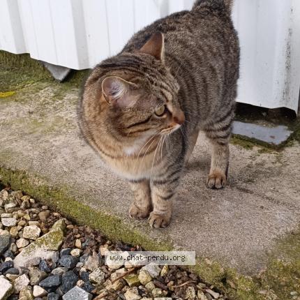 Photo 1/1 Chat trouvé Trouvé à Montlouis