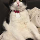 Photo de chat perdu à Equeurdreville Hainneville