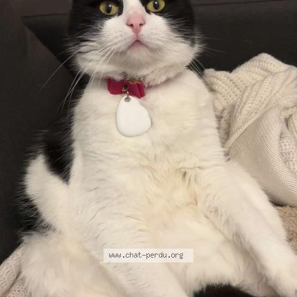 Photo 1/1 Peppa Chat perdu à Equeurdreville hainneville