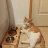 Photo de chat perdu à Castelnau De Medoc