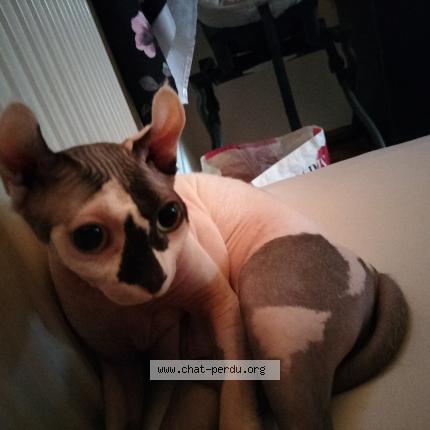 Photo 1/1 Fiona Chat perdu à Rennaz