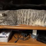 Photo de chat perdu à Aulnay Sous Bois