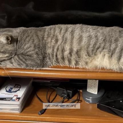 Photo 1/1 Tigrou Chat perdu à Aulnay sous bois