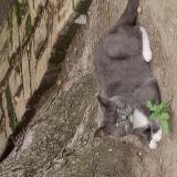 Photo de chat perdu à Chicago