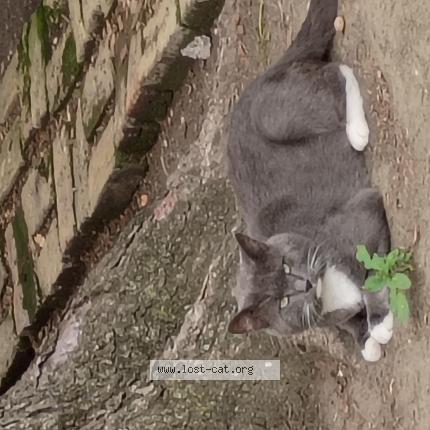 Photo 1/1 Bobo Chat perdu à Chicago