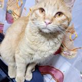 Photo de chat perdu à Guaymallen