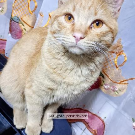 Photo 1/1 Lolo Chat perdu à Guaymallen