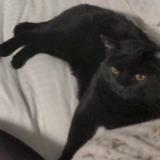 Photo de chat perdu à Tuscon