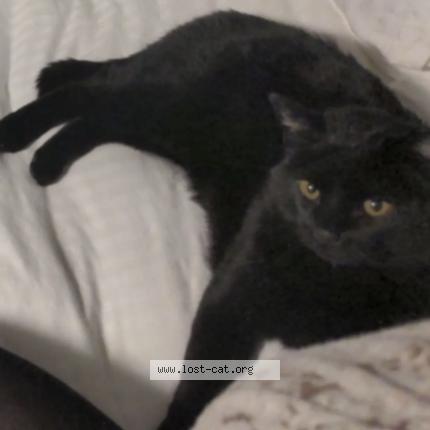 Photo 1/1 Maha Shiva Chat perdu à Tuscon