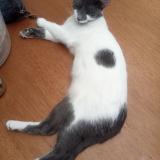 Photo de chat perdu à Bogota