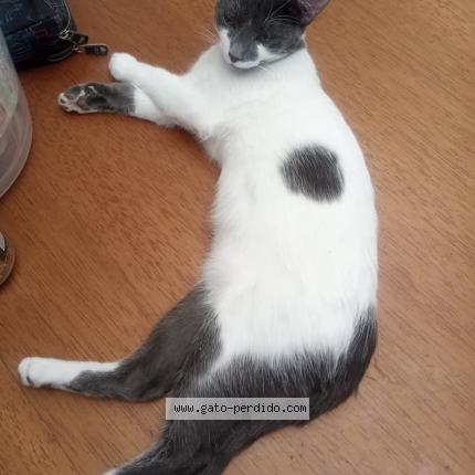 Photo 1/1 Milo Chat perdu à Bogota