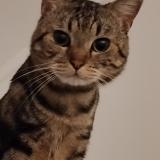 Photo de chat perdu à Colombes 92