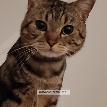 Photo 1/1 Tigrou Chat perdu à Colombes 92