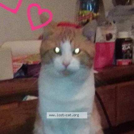 Photo 1/1 Rascal Chat perdu à Latrobe