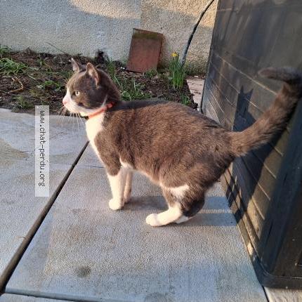 Photo de chat trouvé à Albi
