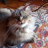 Photo de chat perdu à Bort Les Orgues