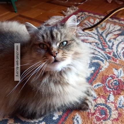 Photo 1/1 Fripouille Chat perdu à Bort les orgues