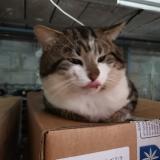 Photo de chat trouvé à Wizernes