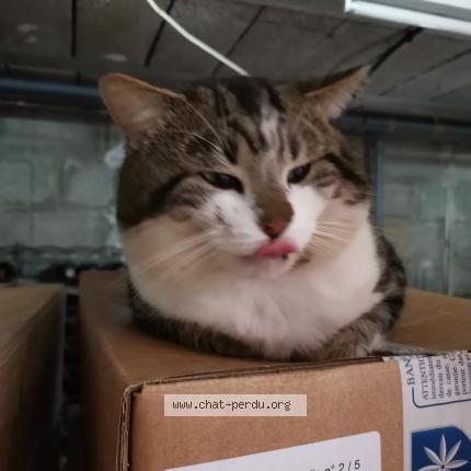 Photo 1/1 Chat trouvé Trouvé à Wizernes