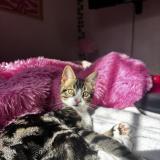 Photo de chat perdu à Pepieux