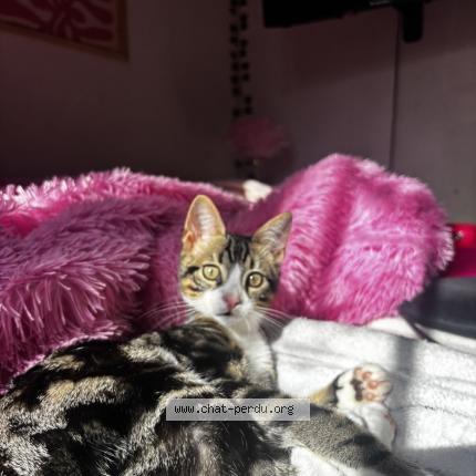 Photo 1/1 Pikatchu Chat perdu à Pepieux