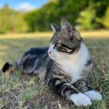 Photo de chat perdu à Le Taillan Medoc