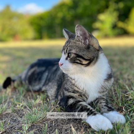 Photo 1/1 Yuki Chat perdu à Le taillan medoc