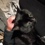 Photo de chat perdu à Tacoma