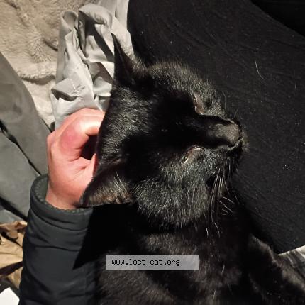 Photo 1/1 Freddie Chat perdu à Tacoma