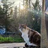 Photo de chat perdu à Maureillas Las Illas