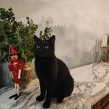 Photo de chat perdu à Deuil La Barre