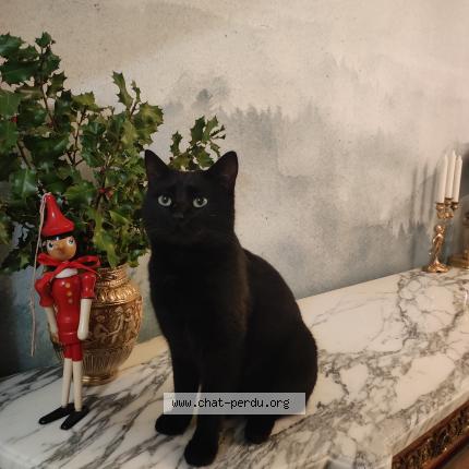 Photo 1/1 Mimi Chat perdu à Deuil la barre