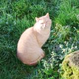 Photo de chat trouvé à Corcoue Sur Logne