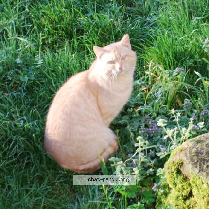 Photo 1/1 Chat trouvé Trouvé à Corcoue sur logne