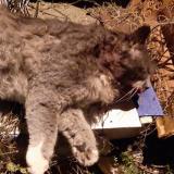 Photo de chat trouvé à St Gervais