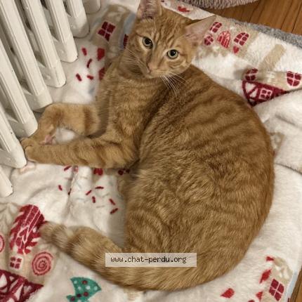 Photo 1/1 Chat retrouvé Perdu à Limoges