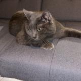 Photo de chat perdu à Viels Maisons