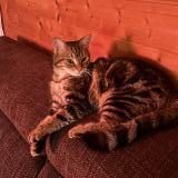 Photo de chat trouvé à Montfermeil