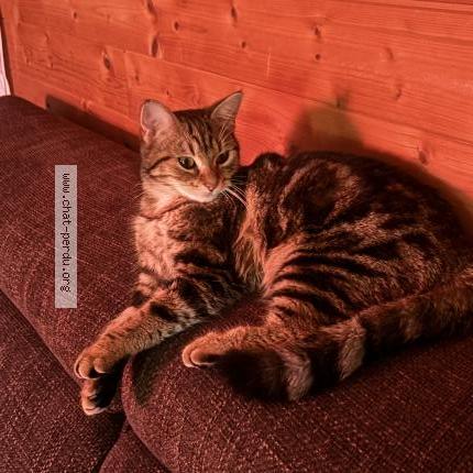 Photo 1/1 Chat trouvé Trouvé à Montfermeil