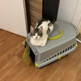 Photo de chat perdu à La Celle Saint Cloud