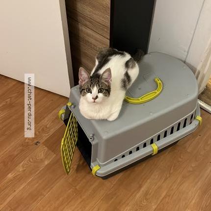 Photo 1/1 Chanel Chat perdu à La celle saint cloud