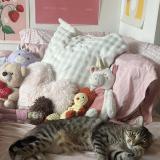 Photo de chat perdu à Bordeaux