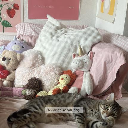 Photo 1/1 Najib Chat perdu à Bordeaux