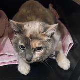 Photo de chat trouvé à Clamart