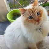 Photo de chat trouvé à Brignais