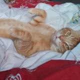 Photo de chat perdu à Blackburn