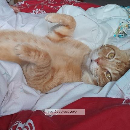 Photo 1/1 Weasley Chat perdu à Blackburn