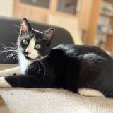 Photo de chat perdu à Loubeyrat