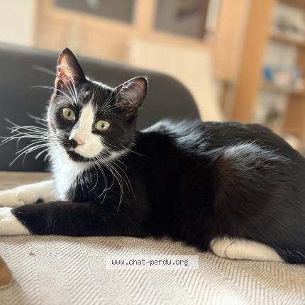 Photo 1/1 Mau&iuml; Chat perdu à Loubeyrat